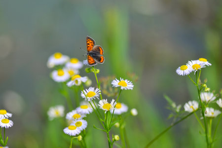 butterfly on chamomile flowers in the meadowの写真素材
