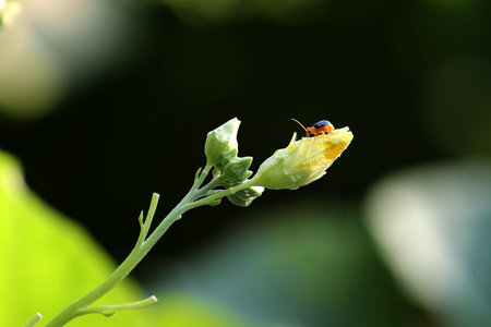 Ladybug on a flower in the garden. Macro photography of insect.の写真素材