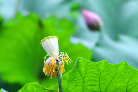 Lotus flower and Lotus flower plants in the pond with green backgroundの写真素材
