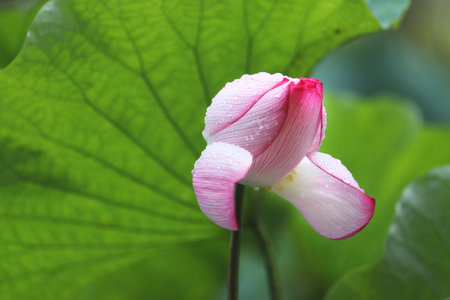 Lotus flower and Lotus flower plants in the pond, soft focusの写真素材