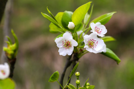 Close-up of pear blossoms, flowers and leaves in springの写真素材
