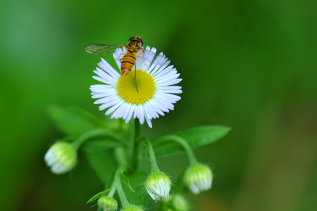 Hoverfly on a daisy flower in the meadow.