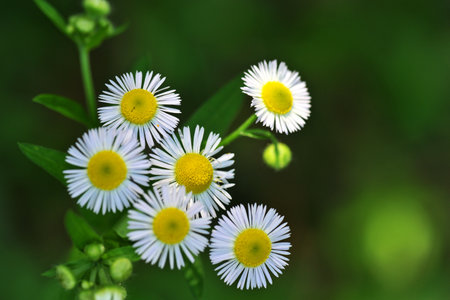 White daisies on a green background. Shallow depth of field