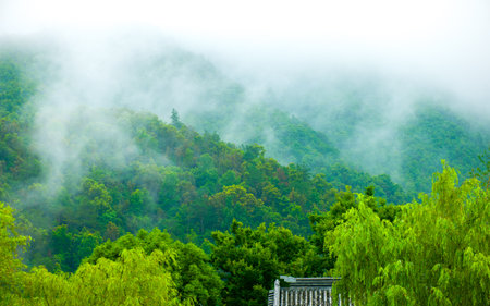 Mountain forest in the morning mistの写真素材