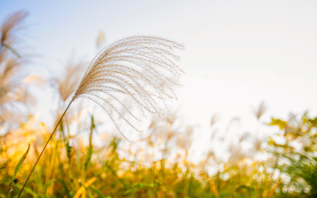 Pampas grass in a field, China. (Feather Pennisetum)の写真素材