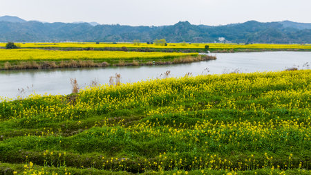 Rape fields by the river. Zhejiang, Chinaの写真素材