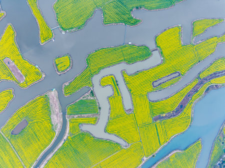 Aerial view of rape flower field in rural Zhejiang, China.の写真素材