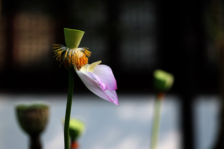 Lotus flower and Lotus flower plants are beautiful in the garden.の写真素材