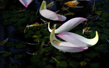 Pink lotus flower in a pond with babbling green leaves, Zhejiang, China.の写真素材