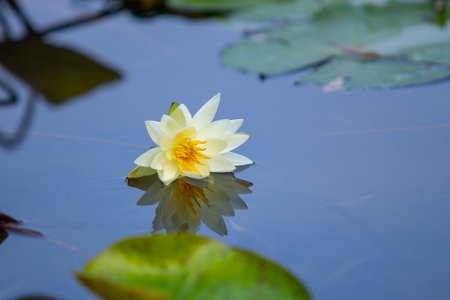 White lotus flower on the water in the pond, nature backgroundの写真素材