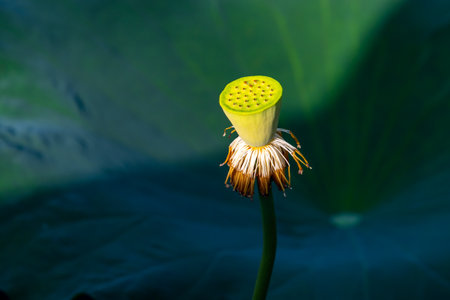 The lotus canopy after the lotus flowers have bloomed in the pond, with green leaves as the background.の写真素材