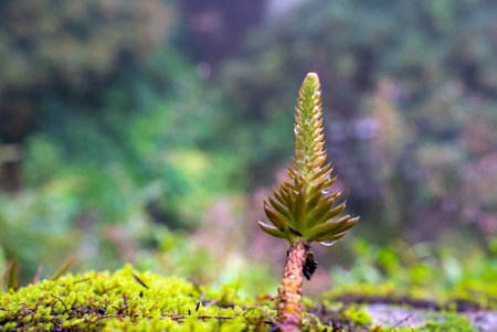 Small green plant in the forest. Selective focus. Shallow depth of fieldの写真素材