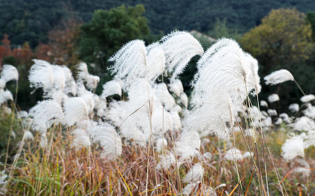 Pampas grass in full bloom in autumn, close-upの写真素材