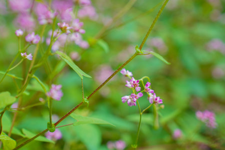 Thorny knotweed flowers bloom on the meadowの写真素材