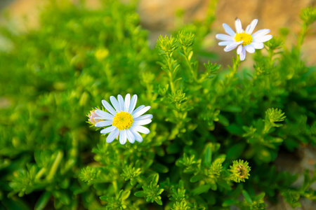 White daisy flowers in the garden. Selective focus with shallow depth of field.の写真素材
