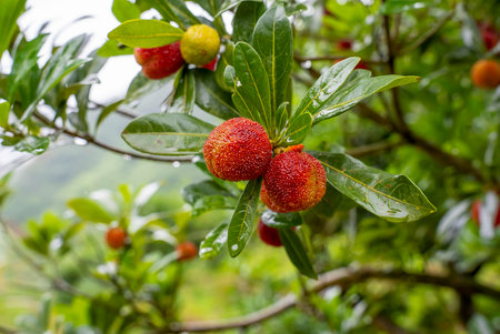 Bayberry fruit on a branch in an orchardの写真素材
