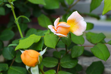 Beautiful orange rose in the garden, closeup of photo.の写真素材
