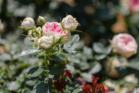 White and pink roses in the garden. Soft focus, shallow DOF.の写真素材