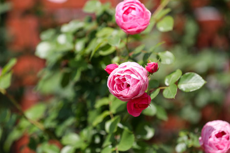 Beautiful pink roses in the garden, closeup. Nature backgroundの写真素材