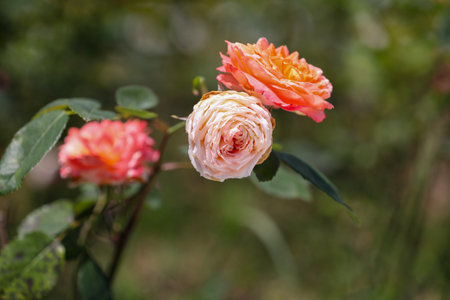 Beautiful roses in the garden, Roses are beautiful with a beautiful sunny day.の写真素材