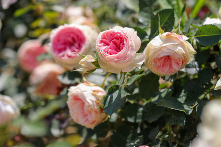 Roses in the garden, Roses are beautiful with a beautiful sunny day.の写真素材