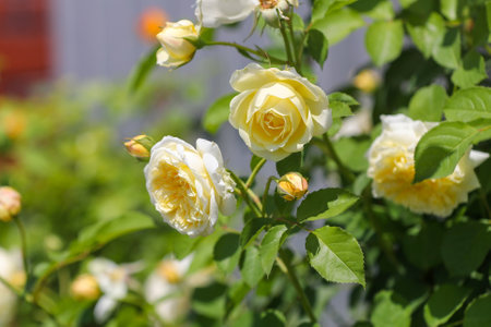 Beautiful roses in the garden on a sunny summer day.の写真素材