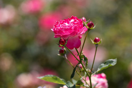 Pink rose in the garden, Roses are beautiful with a beautiful sunny day.の写真素材