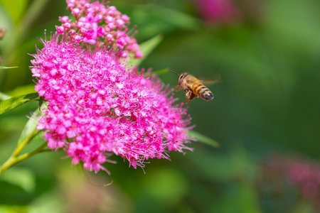 A bee collects nectar from a pink spirea flower.の写真素材