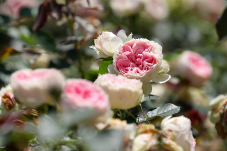 White and pink roses in the garden. Shallow depth of field.の写真素材