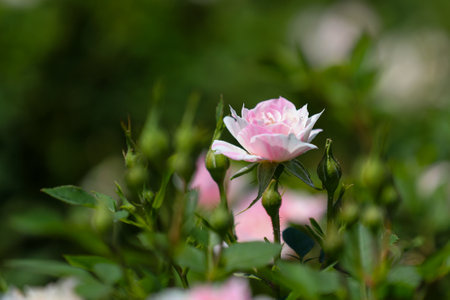 Pink rose with green leaves in the garden. Shallow depth of field.の写真素材
