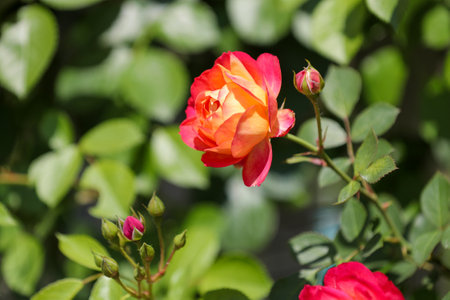 Beautiful roses in the garden, Roses are beautiful with a beautiful sunny day.の写真素材