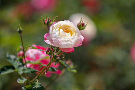 Rose flower in garden, Roses are beautiful with a beautiful sunny day.の写真素材