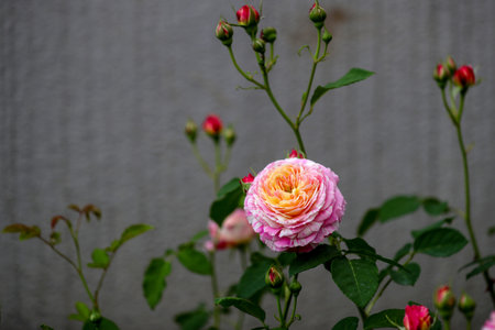Beautiful pink rose in the garden on a background of gray wallの写真素材