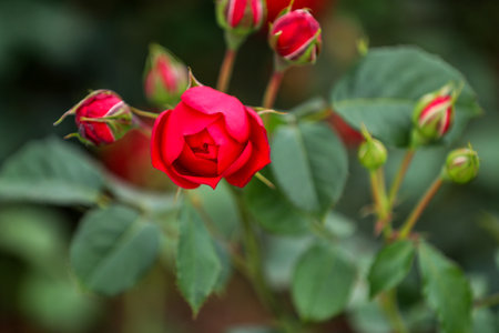 Red rose in the garden, Thailand. (Selective focus)の写真素材