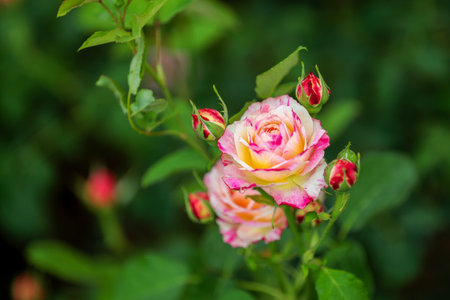 Beautiful roses in the garden, Roses are beautiful with a beautiful sunny day.の写真素材