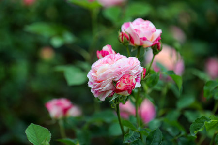 Roses in the garden, Roses are beautiful with a beautiful sunny day.の写真素材