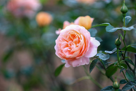Roses in the garden, Roses are beautiful with a beautiful sunny day.の写真素材