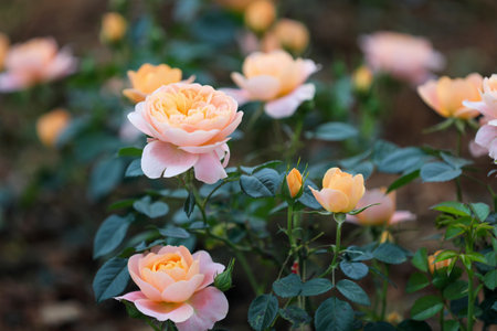 Roses in the garden, Roses are beautiful with a beautiful sunny day.の写真素材