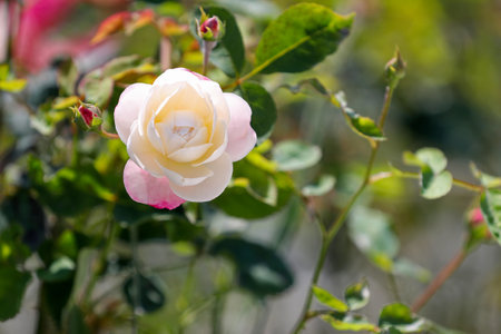 White and pink rose on a green background. Shallow depth of field.の写真素材
