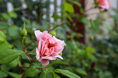 Pink rose in the garden. Selective focus and shallow depth of field.の写真素材