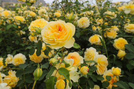 Yellow rose flower in the garden. (Scientific name Rosa chinensis)の写真素材
