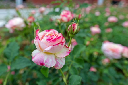 Beautiful roses in the garden, Roses are beautiful with a beautiful sunny day.の写真素材