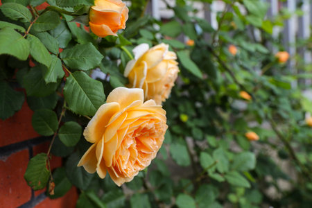 Beautiful orange rose on the background of green leaves in the gardenの写真素材