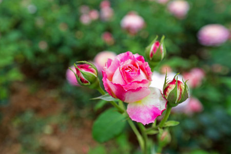 Pink rose in the garden, Roses are beautiful with a beautiful sunny day.の写真素材