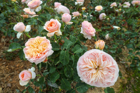 Roses in the garden, Roses are beautiful with a beautiful sunny day.の写真素材