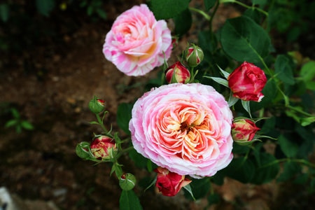 Beautiful roses in the garden, Roses are beautiful with a beautiful sunny day.の写真素材