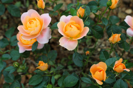 Roses in the garden, Roses are beautiful with a beautiful sunny day.の写真素材