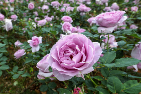 Beautiful pink roses blooming in the garden. Nature background.の写真素材