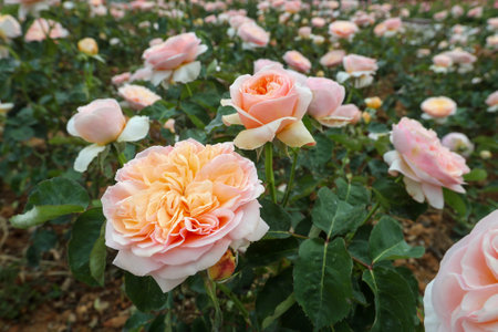 Beautiful roses in the garden, closeup of photo with soft focusの写真素材