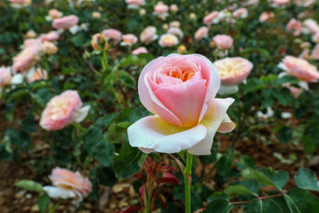 Pink and white roses in the garden, closeup of photo.の写真素材
